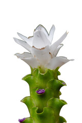 Siam Tulip,Curcuma alismatifolia isolated on white background