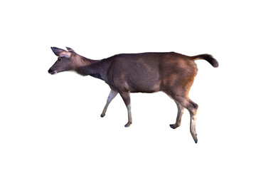 Sika deer isolated on white background