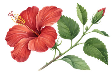 red hibiscus flower