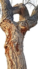Naklejka premium Dramatic image of a tree trunk with a hole, showing unique textures and natural patterns