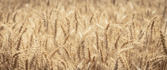 Close-up Of Ripe Golden Wheat With Vintage Effect - Harvest 