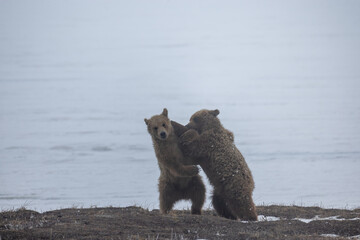 Two young grizzly cubs fighting in the Arctic Circle in Prudhoe Bay on the frozen Colleen Lake in a cold hazy  day during an early Spring late Winter mist on the ice