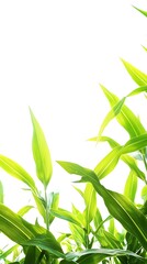 Obraz premium Fresh green corn stalks growing upwards under bright sunlight against white background image
