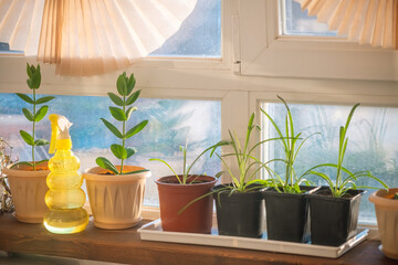 Bright sunlight illuminates a collection of potted plants on a wooden shelf by a window. Green...