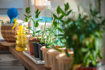 Sunlit windowsill adorned with a variety of potted plants, showcasing vibrant greenery and growth. A yellow spray bottle adds a touch of gardening charm to the serene setting