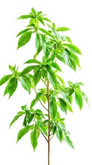 Fototapeta premium Fresh green plant with long vibrant leaves isolated on a clean white background image