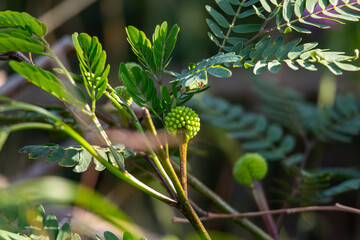 Green inflorescences on the branches