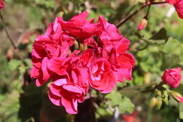 Pelargonia Calliope Fairy Velvet Pelargonium hybridum