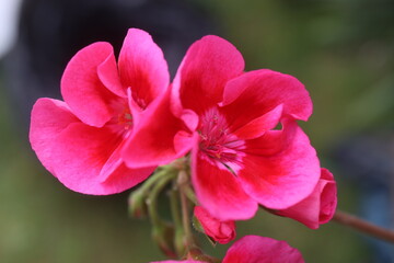 Pelargonia Calliope Fairy Velvet Pelargonium hybridum © Perovskia