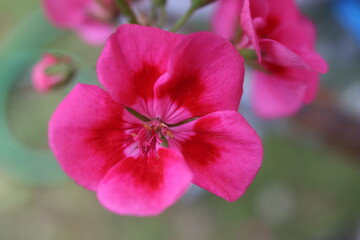 Pelargonia Calliope Fairy Velvet Pelargonium hybridum © Perovskia
