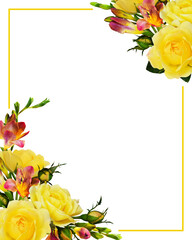 Corner floral compositions with yellow roses and freesia flowersand a frame isolated on white or transparent background
