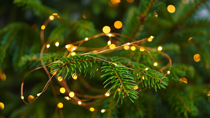 Close up of a pine branch adorned with delicate warm white fairy lights