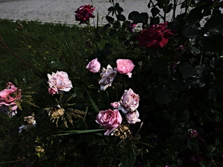 quantum valentine roses