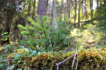moss on tree