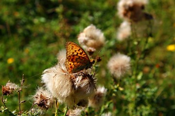 butterfly on a flower