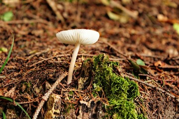 mushroom in the forest