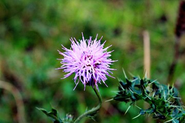 purple thistle flower Close-up of a fresh wildflower in natural light