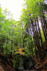 Large rock formation in forest landscape