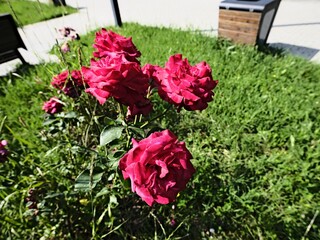 quantum valentine roses