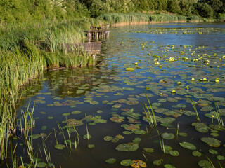 View of a pond with a shore covered with reeds and water lily leaves floating on the surface of the lake water.