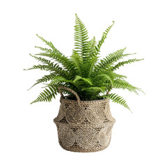 Vibrant green fern in woven basket on transparent background