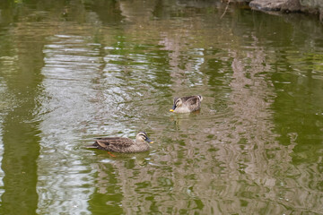 カルガモ2匹