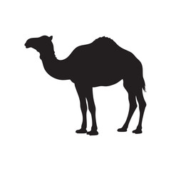 Black silhouette of a camel standing on a white background silhouette isolated on white background