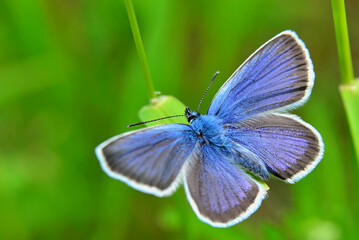 Small butterfly of attractive blue colour busy with pollination