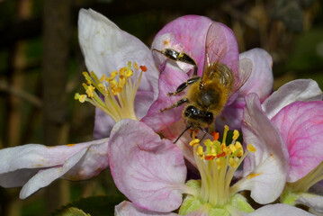 Busy bee pollinating between stamens and pistils of the apple blossom