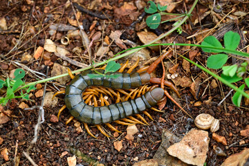 Mittelmeerskolopender, Europäischer Riesenläufer, Gürtelskolopender (Scolopendra cingulata) - Peloponnes, Griechenland