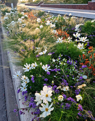 Massif végétalisé, fleuri de vivaces et annuelles en ville. Biodiversité urbaine, aménagement...