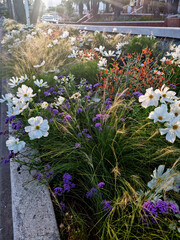 Massif végétalisé, fleuri de vivaces et annuelles en ville. Biodiversité urbaine, aménagement paysager durable, fleurs mellifères pour pollinisateurs : cosmos, verveine,  Zauschneria,  graminées 