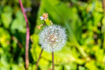 dandelion in the grass