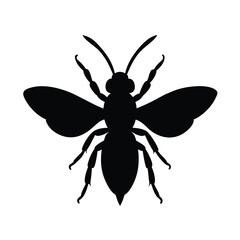 gall wasp vector illustration