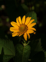 Single Bright Yellow Daisy-like Flower Against a Dark Green Background