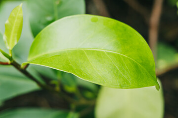 Close-Up of a Fresh Green Leaf with Water Droplets on a Stem in a Natural Outdoor Setting