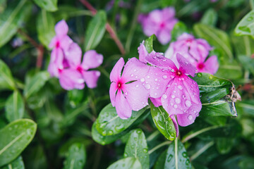 Vibrant Pink Flowers with Water Drops Surrounded by Green Foliage in a Natural Garden Setting