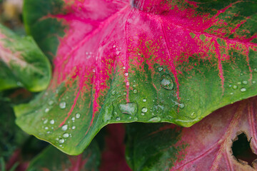 Vibrant Colorful Leaf with Water Droplets Showcasing Nature's Beauty and Growth in a Lush Garden...