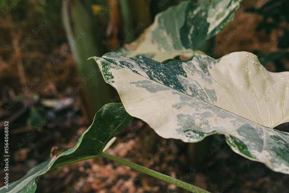Poster close-up of a unique leaf featuring beautiful patterns and textures against a natural background in 