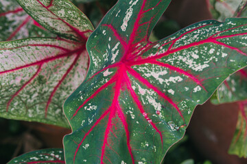 Vibrant Close-Up of Caladium Plant Leaves with Unique Patterns and Bright Colors in Natural Setting
