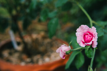 Close-up View of Delicate Pink Rose Flower Blooming Against a Soft Focus Background in a Garden...