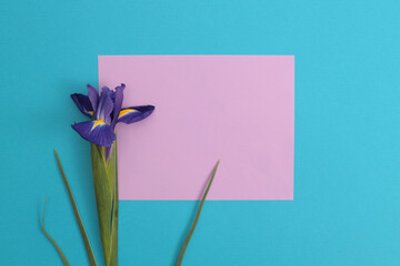 Violet Iris Flower, pink paper frame blank on blue. Minimalist still life. Natural copy space...