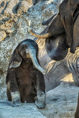 Close encounter with elephants from a boat. An elephant family takes minerals from limestone on the banks of the Chobe River in Botswana