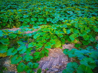 View of a field with pumpkin plants