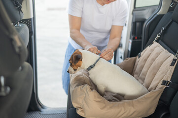 The owner fastens the Jack Russell Terrier dog with a seat belt.