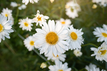white daisies in a meadow