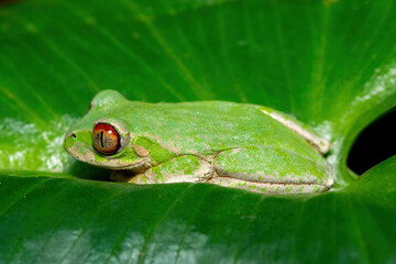 A beautiful Natal Forest Tree Frog (Leptopelis natalensis) on a lily leaf near a stream in KwaZulu-Natal, South Africa