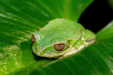 A beautiful Natal Forest Tree Frog (Leptopelis natalensis) sleeping on a lily leaf near a stream in KwaZulu-Natal, South Africa
