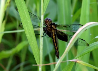Beautiful Female Widow Skimmer Dragonfly Rest Among the Blades of Tall Grass in a Meadow