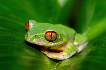 Close-up of the beautiful eyes of a Natal Forest Tree Frog (Leptopelis natalensis) on a lily leaf near a stream in KwaZulu-Natal, South Africa